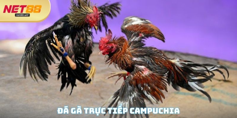 Đá Gà Trực Tiếp Campuchia